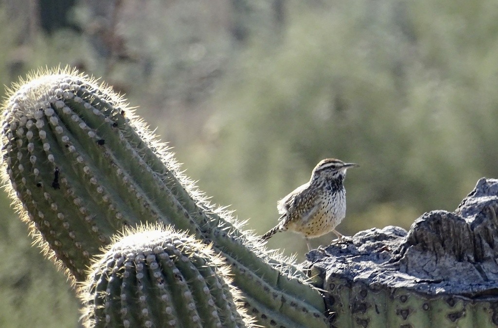 Cactus Wren - ML645519489