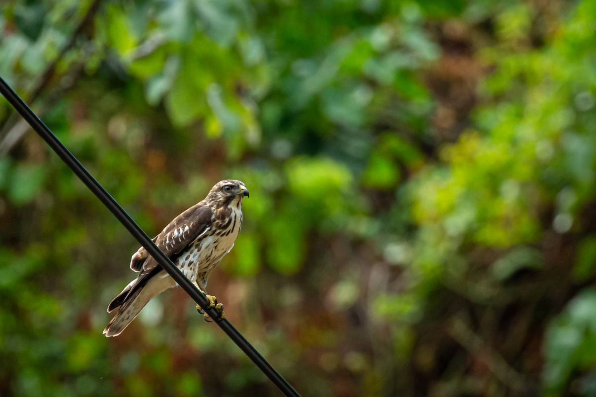 Broad-winged Hawk - ML645519490