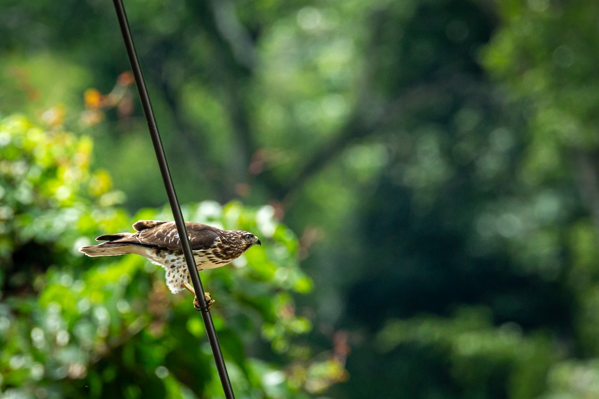Broad-winged Hawk - ML645519491