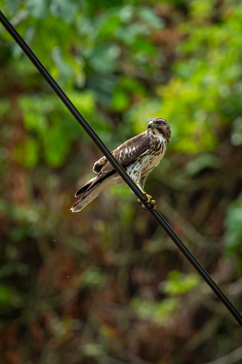 Broad-winged Hawk - ML645519494