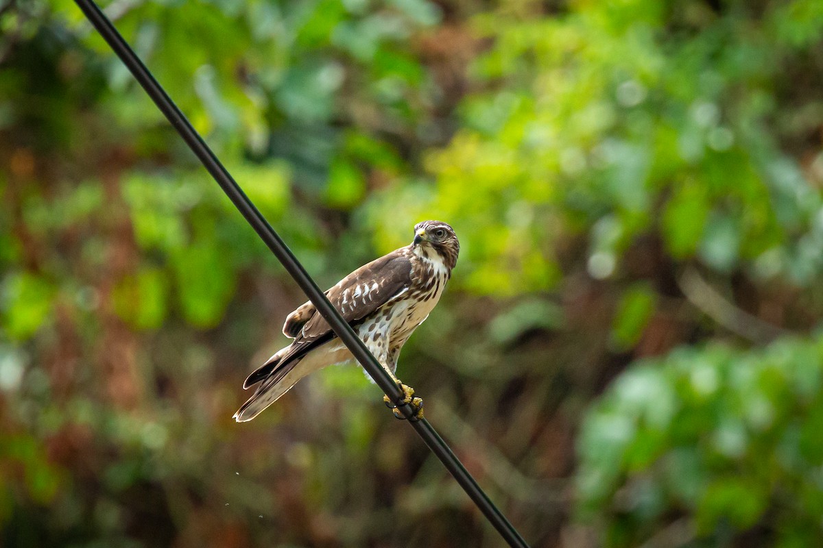 Broad-winged Hawk - ML645519495