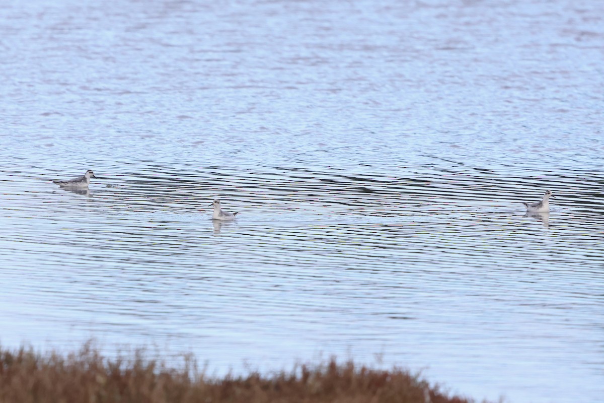 Red Phalarope - ML645519506