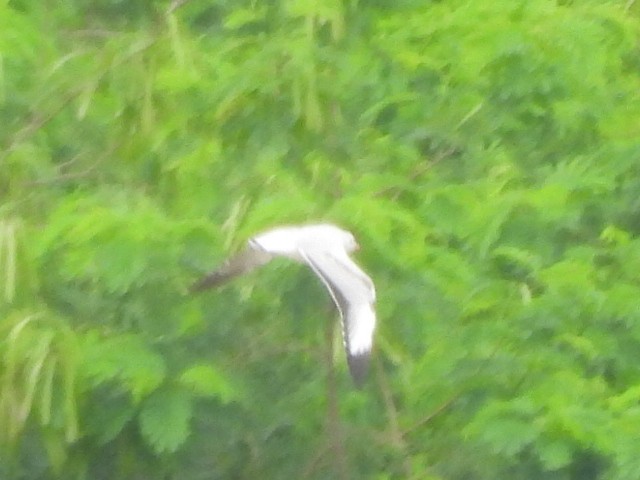 racek hnědohlavý - ML645519513