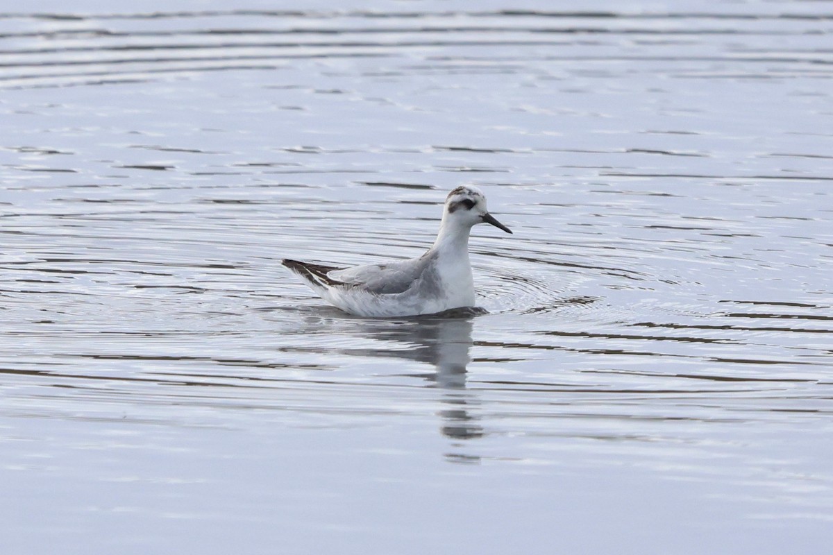 Red Phalarope - ML645519514