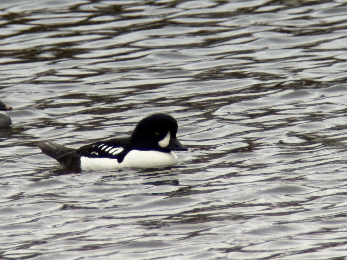 Porrón Islándico - ML645519515