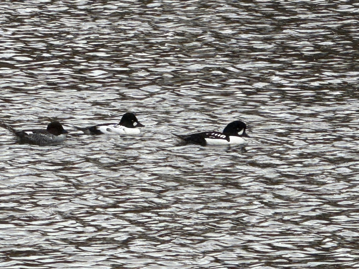 Porrón Islándico - ML645519516