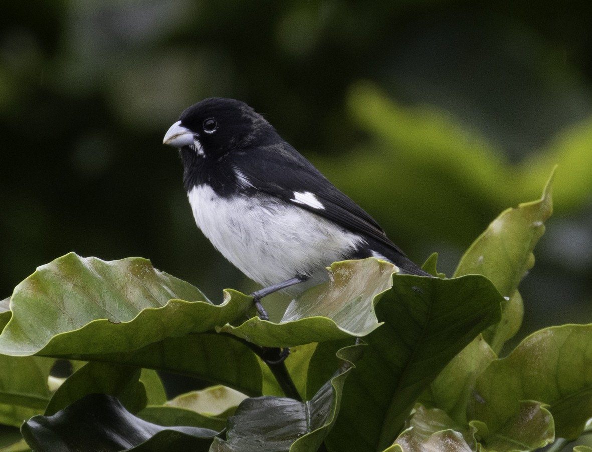 Black-and-white Seedeater - ML645519526