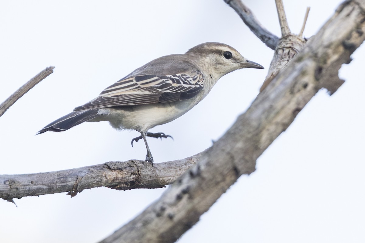 White-shouldered Triller - ML645519529