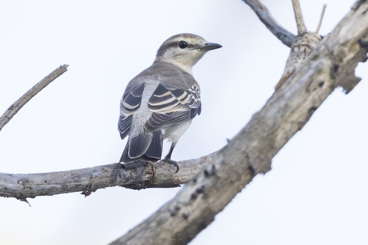 White-shouldered Triller - ML645519530