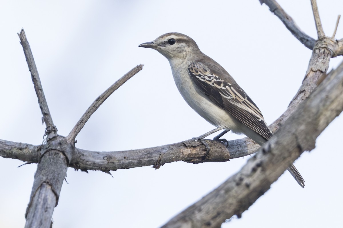 White-shouldered Triller - ML645519531