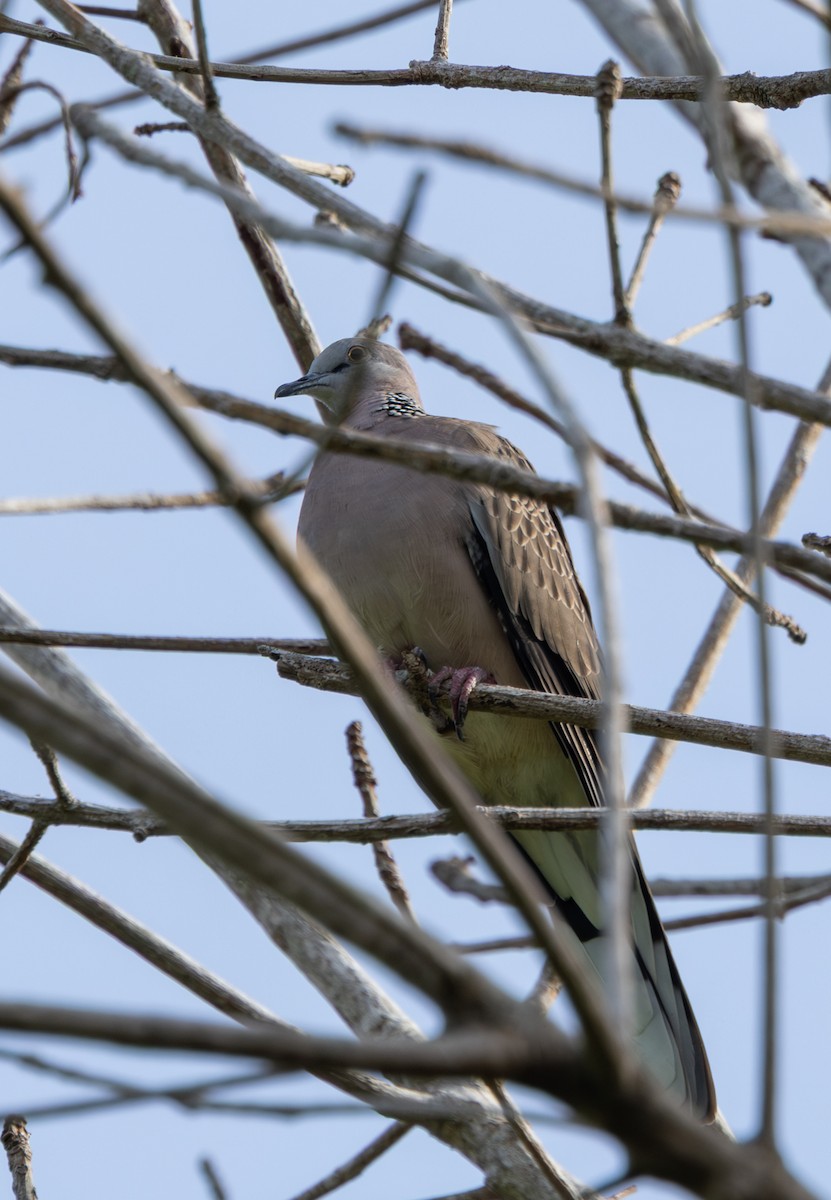 Spotted Dove - ML645519538
