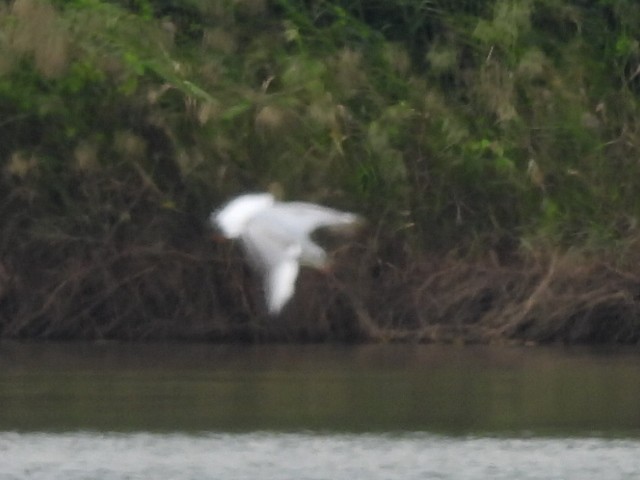 racek hnědohlavý - ML645519545