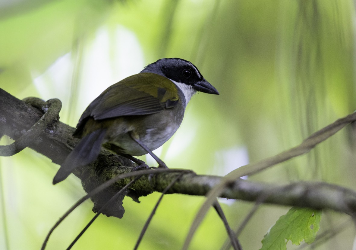 Perija Brushfinch - ML645519546