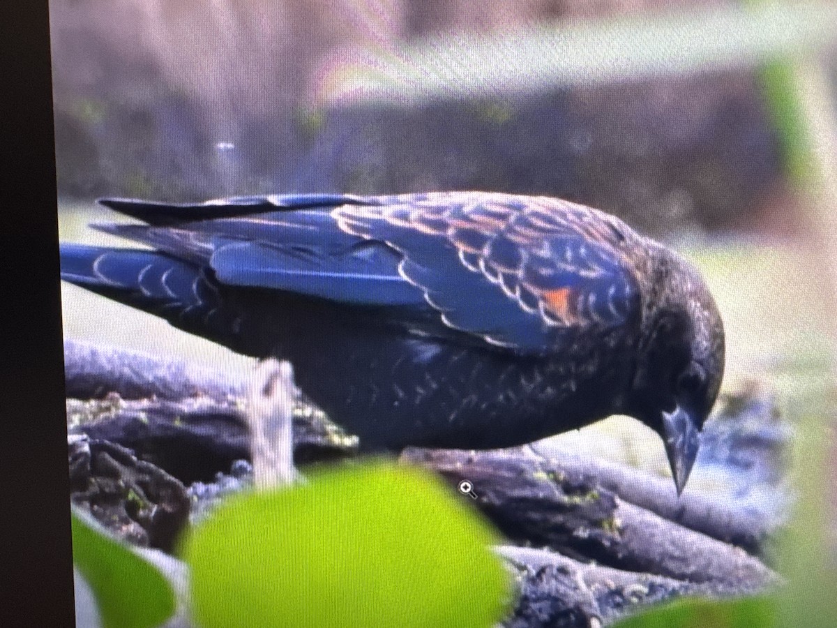 Tricolored Blackbird - ML645519553