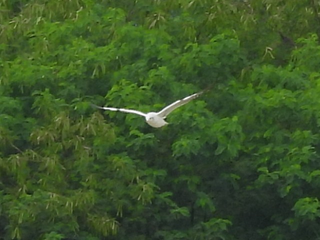 racek hnědohlavý - ML645519558