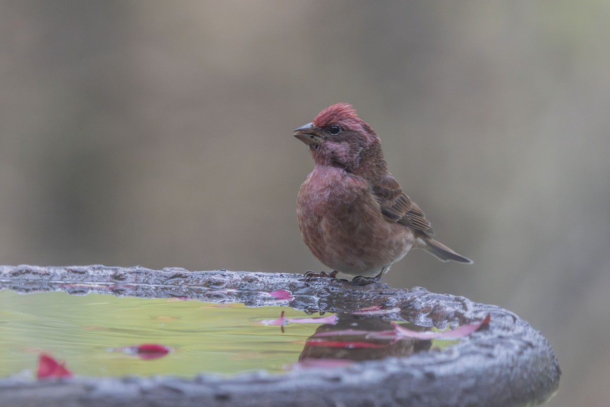 Camachuelo Purpúreo - ML645519559