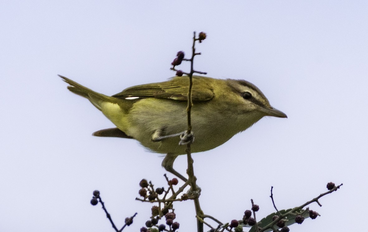 Yellow-green Vireo - ML645519562