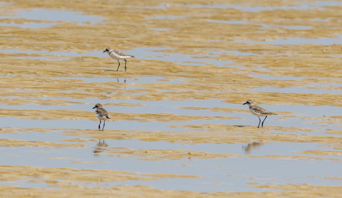 Common Sandpiper - ML645519563