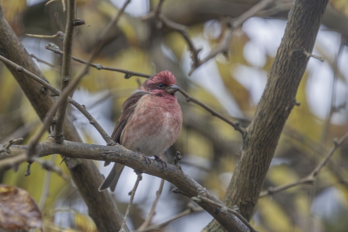 Camachuelo Purpúreo - ML645519564