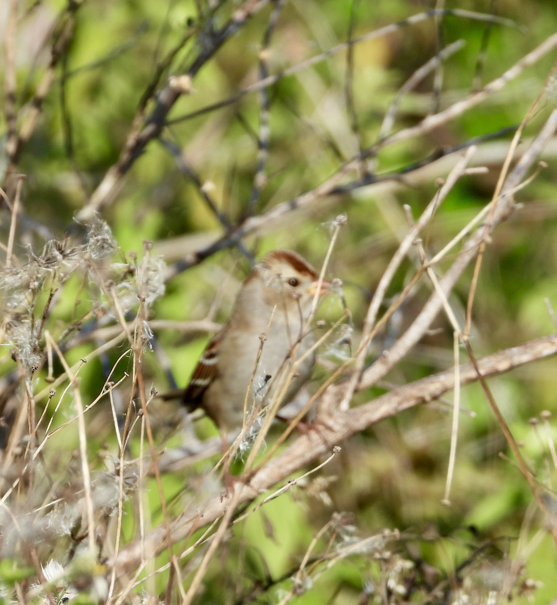 White-crowned Sparrow - ML645519566