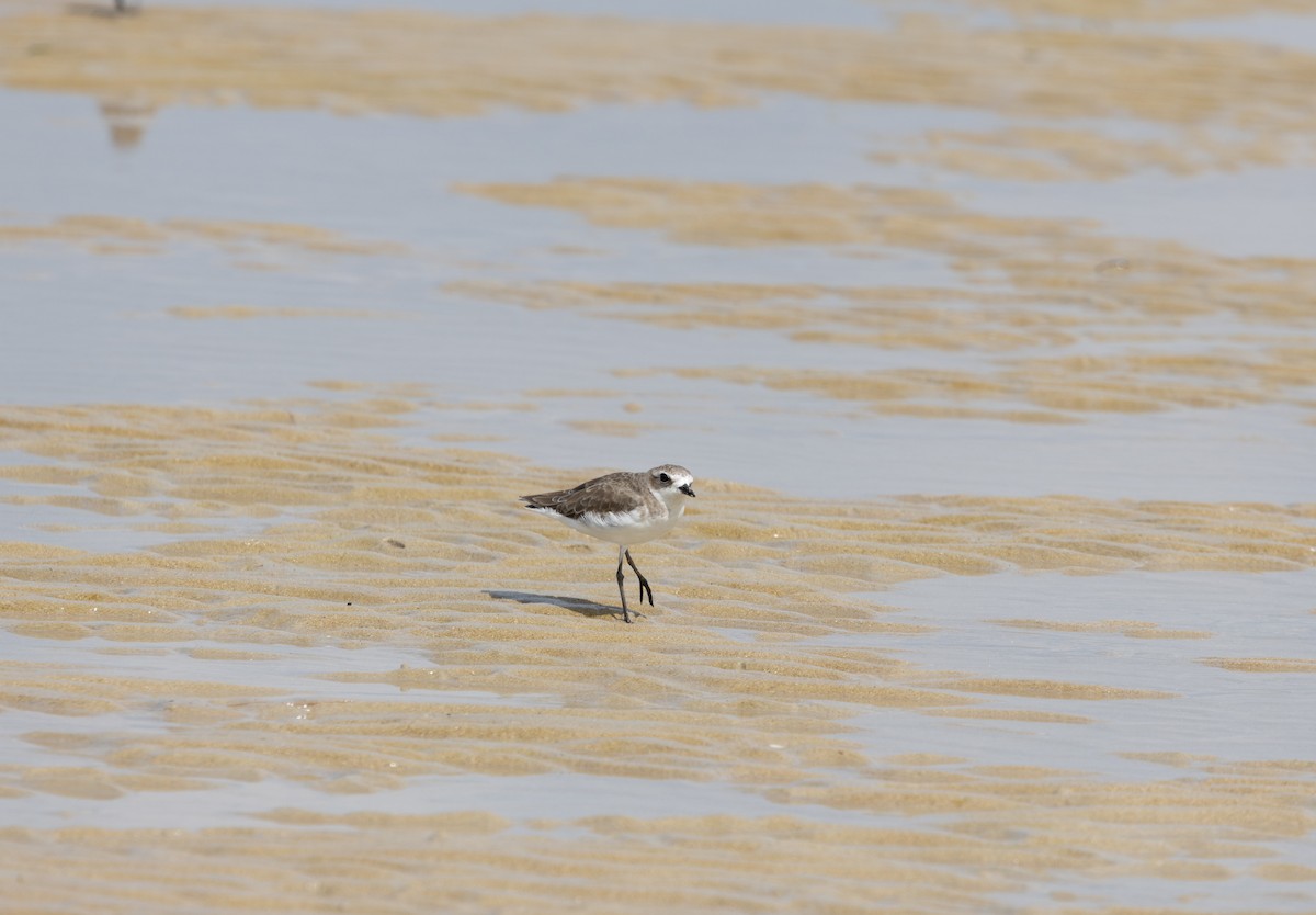 Common Sandpiper - ML645519567