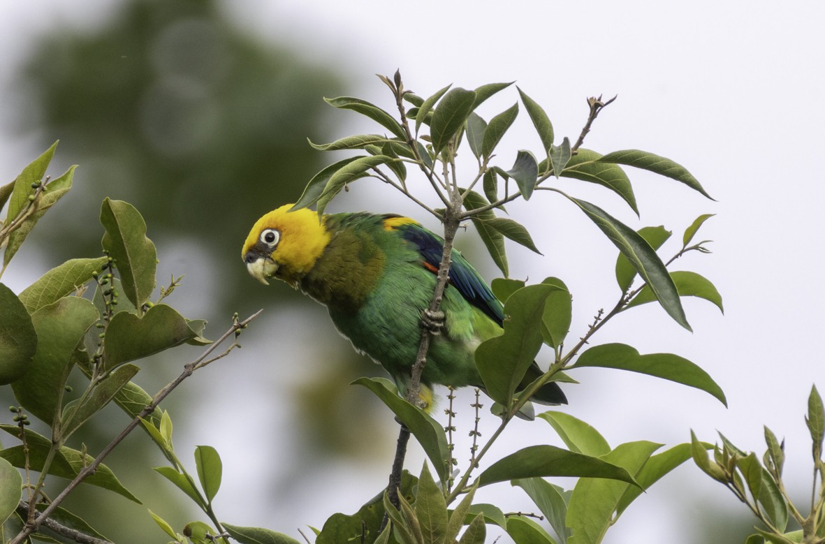 Saffron-headed Parrot - ML645519568