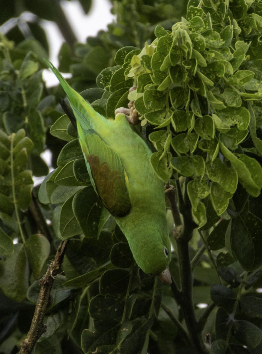 Orange-chinned Parakeet - ML645519572