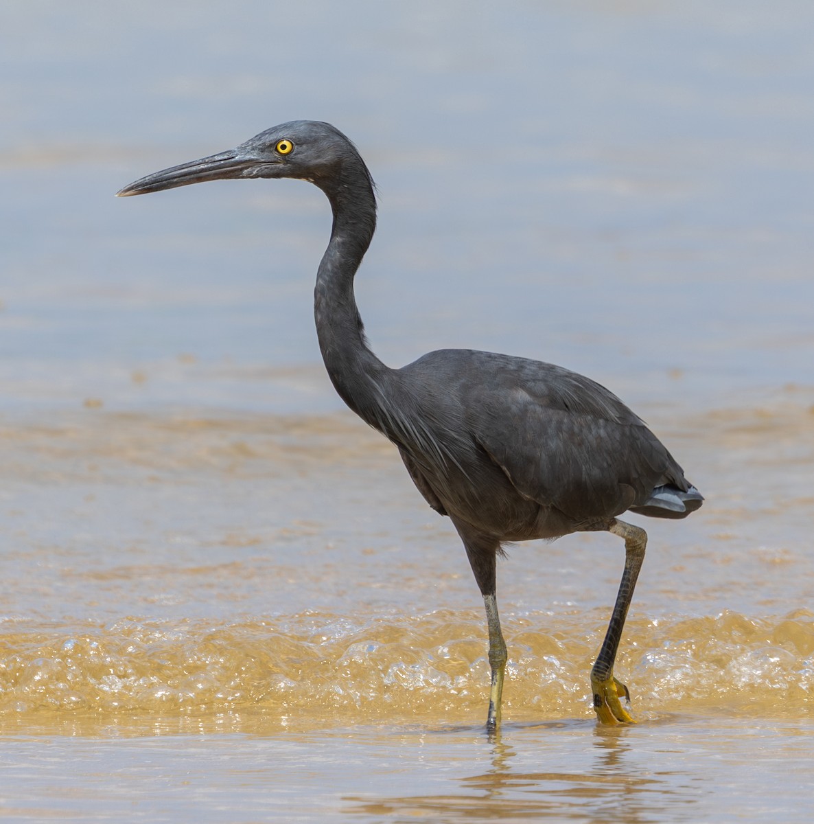 Pacific Reef-Heron - ML645519574