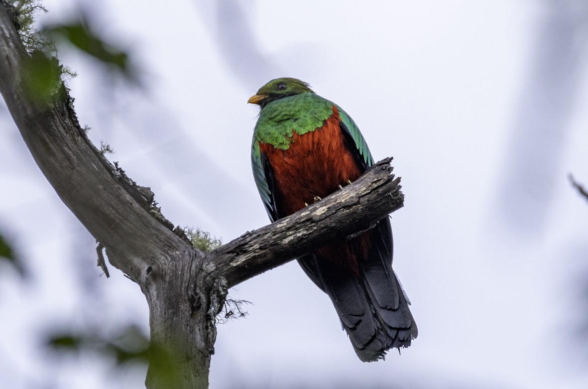 Golden-headed Quetzal - ML645519575