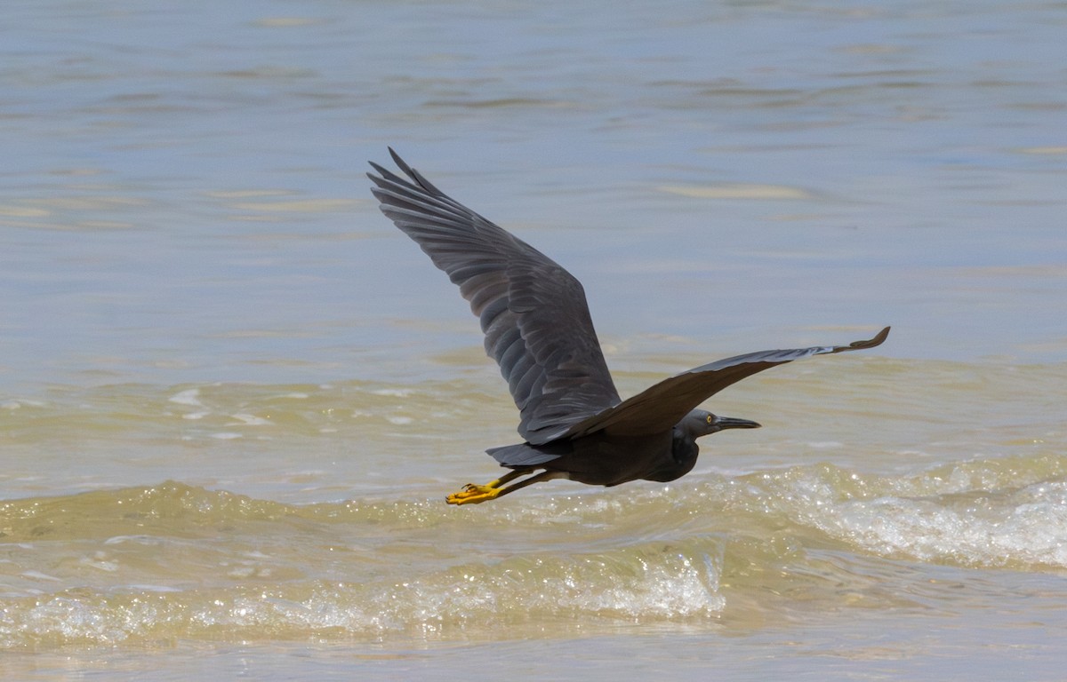 Pacific Reef-Heron - ML645519582