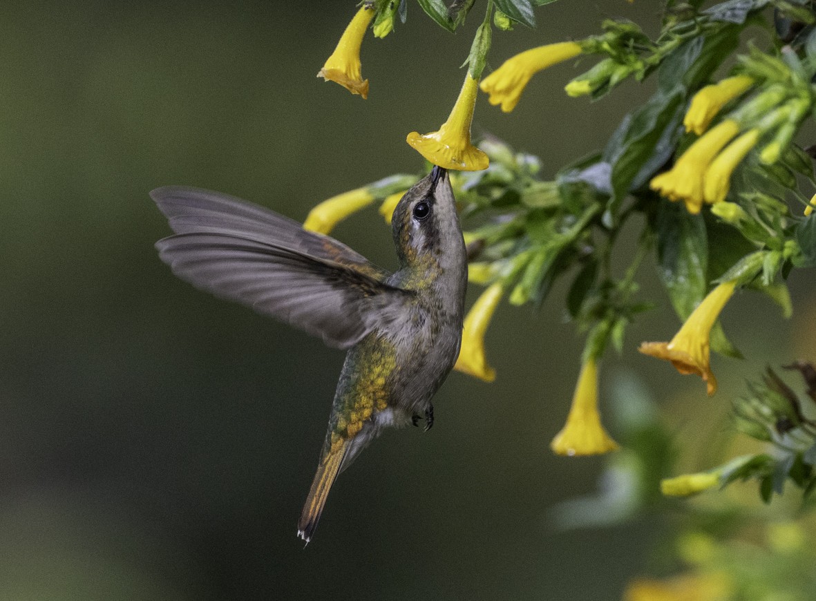 Coppery Emerald - ML645519583