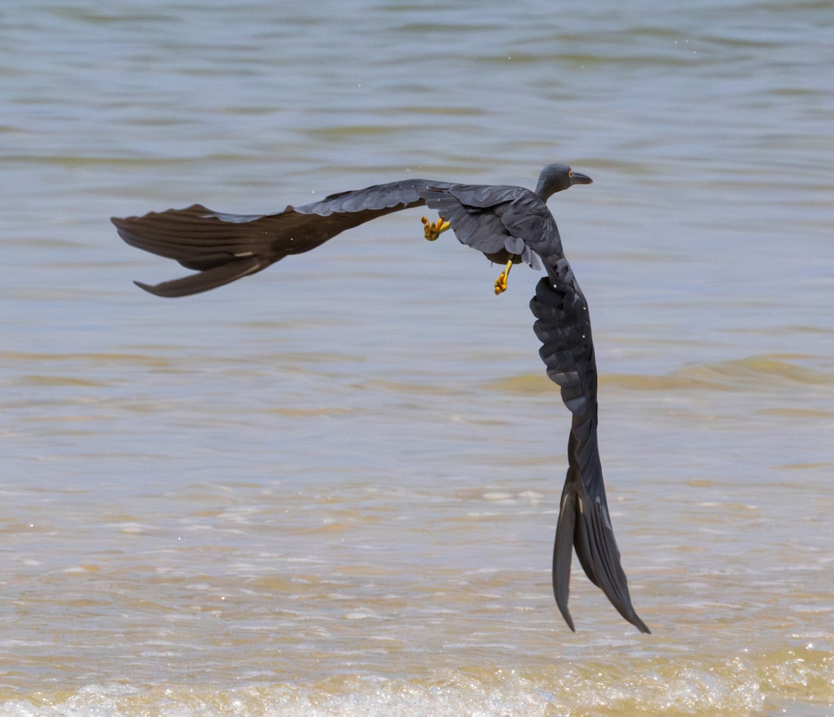 Pacific Reef-Heron - ML645519586