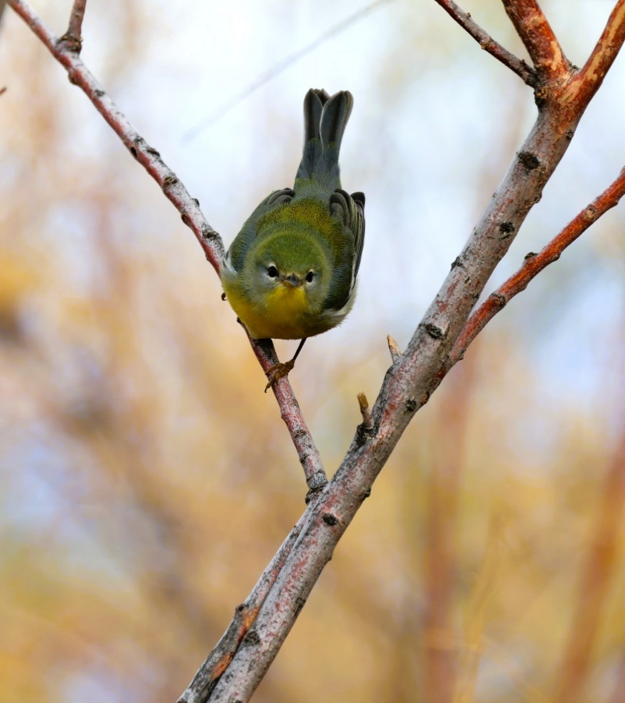 Northern Parula - ML645519587