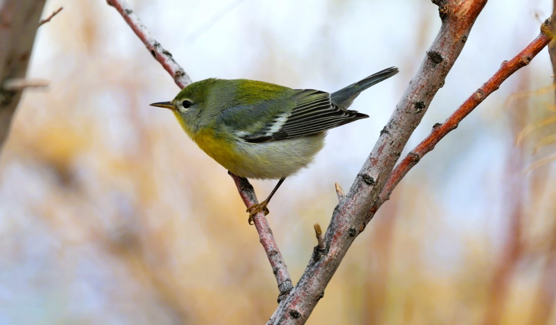 Northern Parula - ML645519588