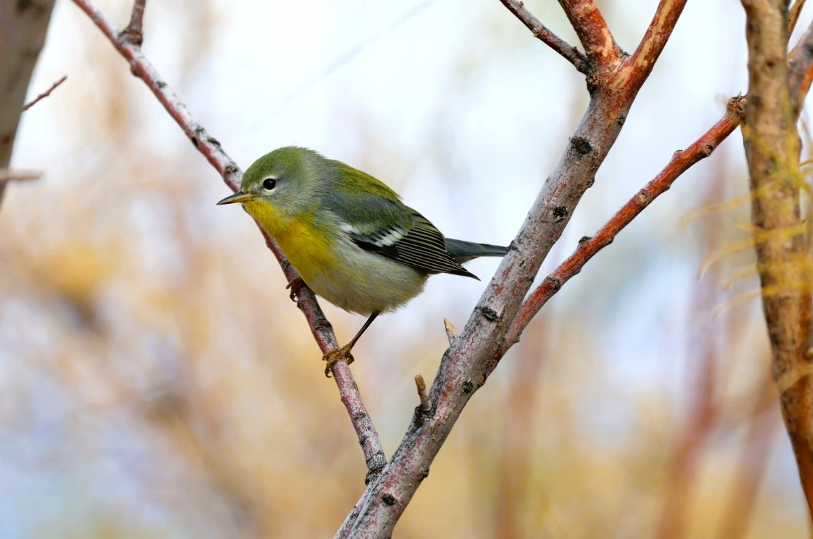 Northern Parula - ML645519589
