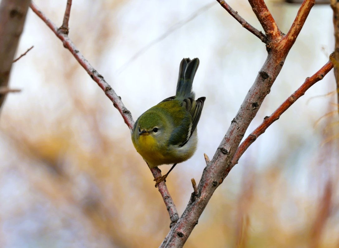 Northern Parula - ML645519591