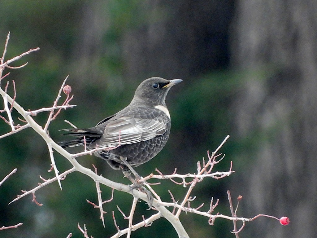 Ring Ouzel (Alpine) - ML645519594