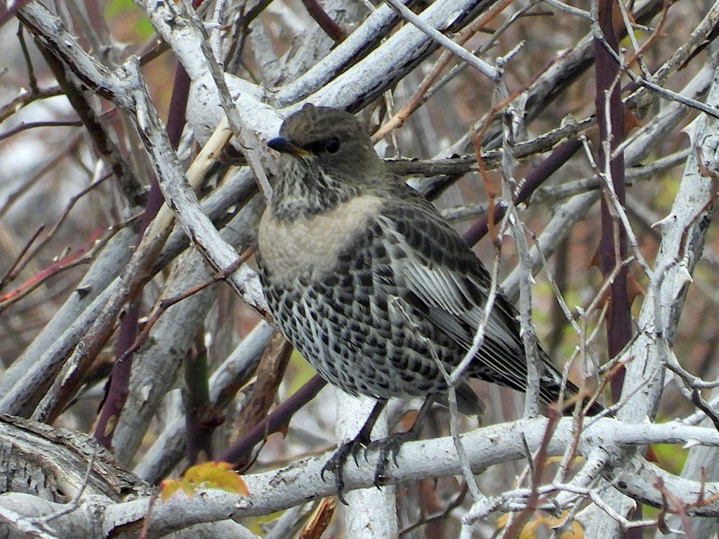 Ring Ouzel (Alpine) - ML645519595