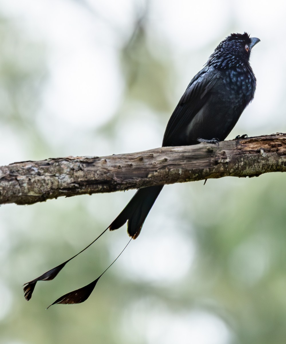 Greater Racket-tailed Drongo - ML645519597