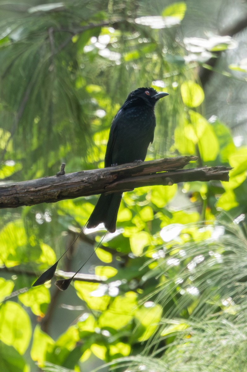 Greater Racket-tailed Drongo - ML645519600