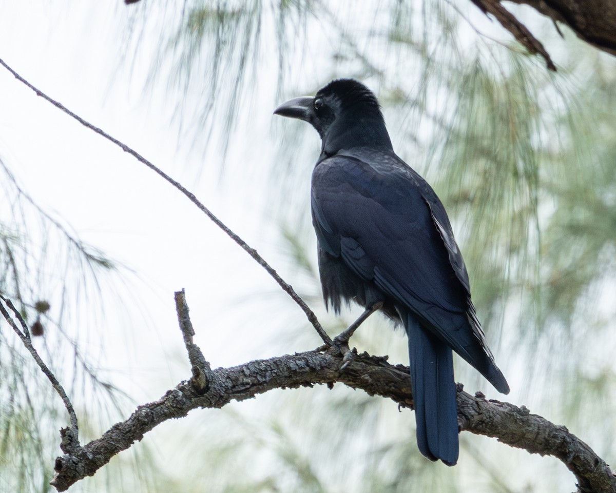 Large-billed Crow - ML645519609