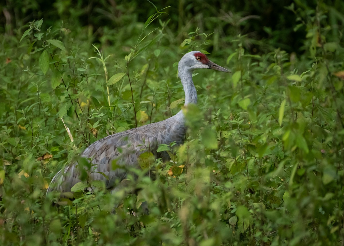 Sandhill Crane - ML645519614