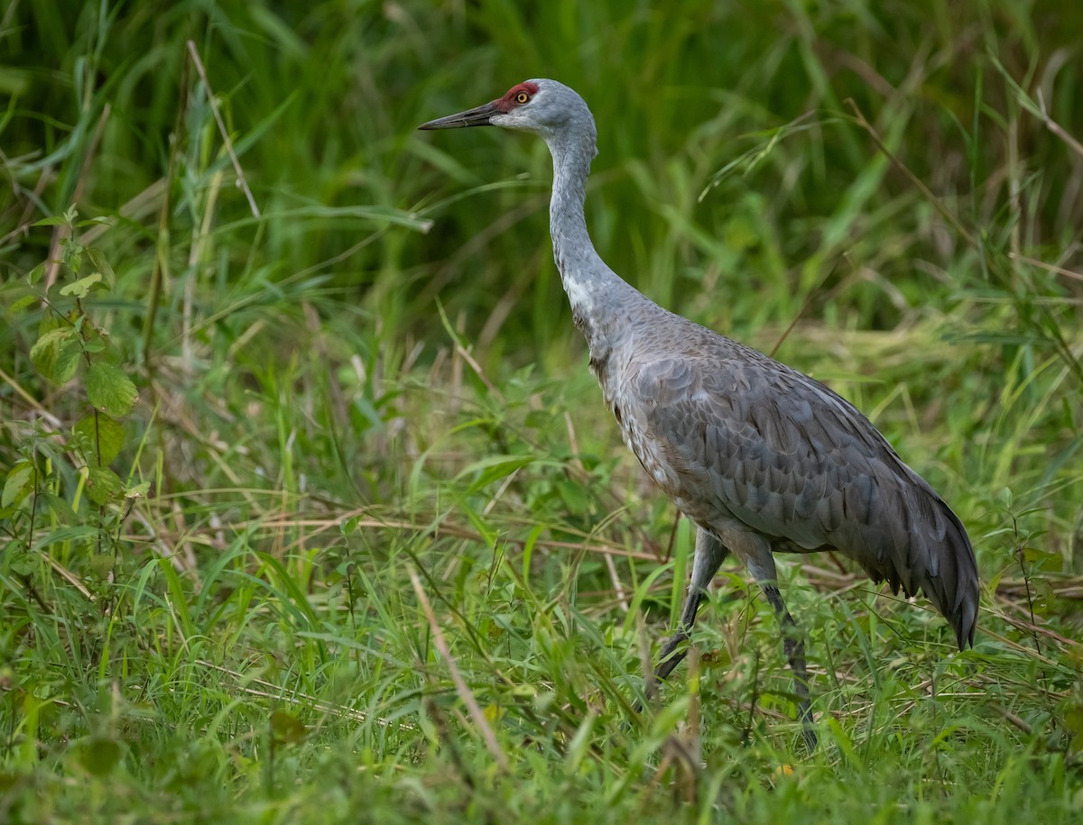 Sandhill Crane - ML645519615