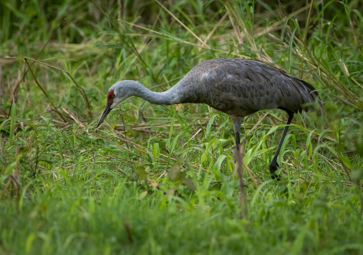 Sandhill Crane - ML645519616