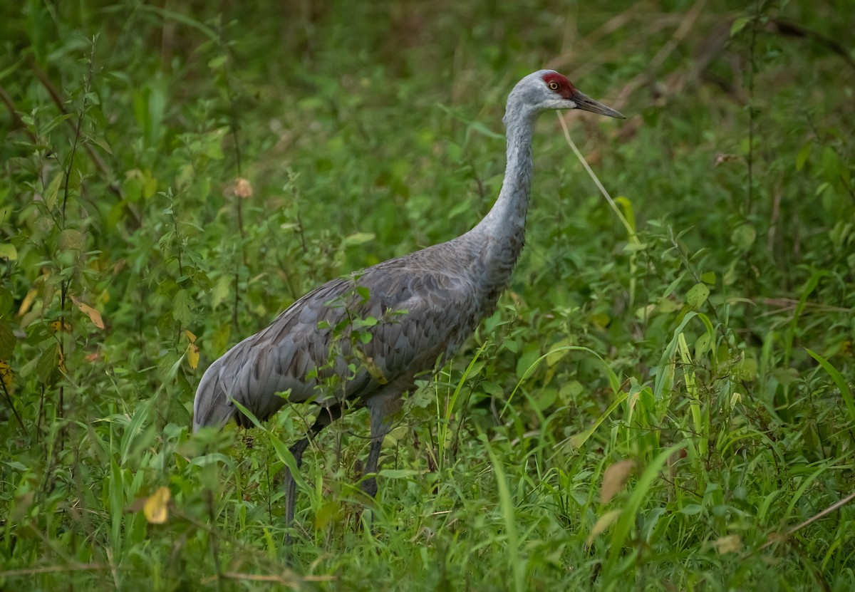 Sandhill Crane - ML645519617