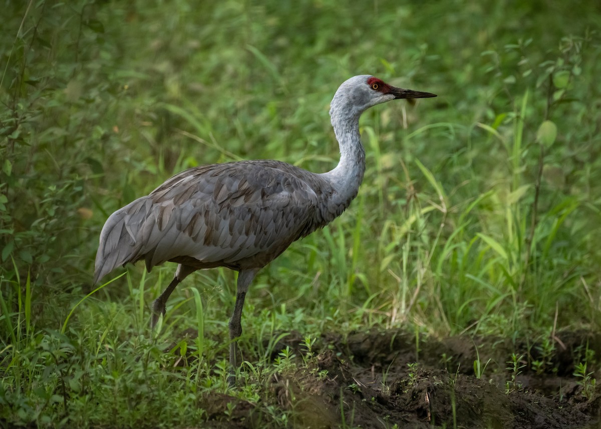 Sandhill Crane - ML645519618