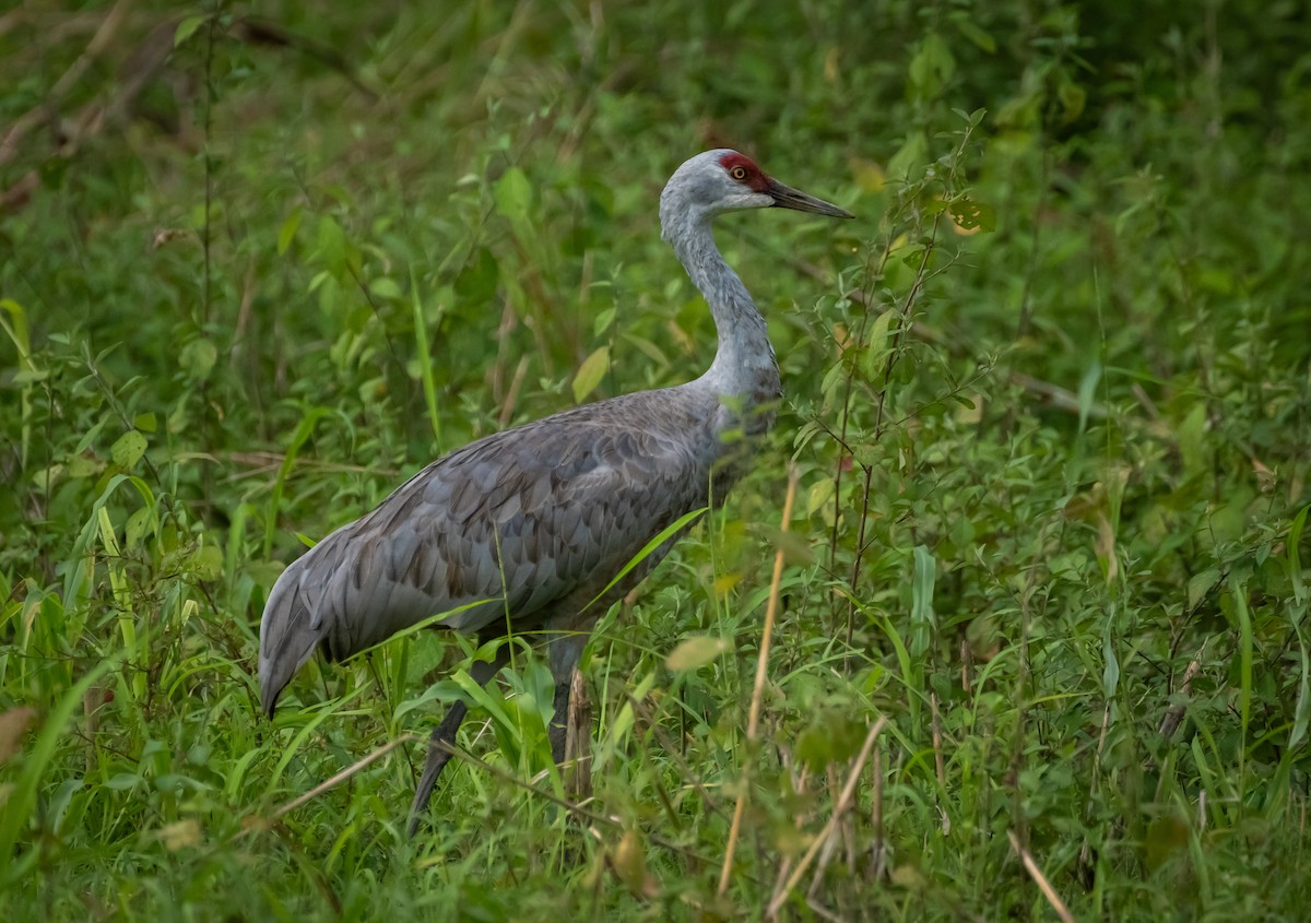 Sandhill Crane - ML645519619
