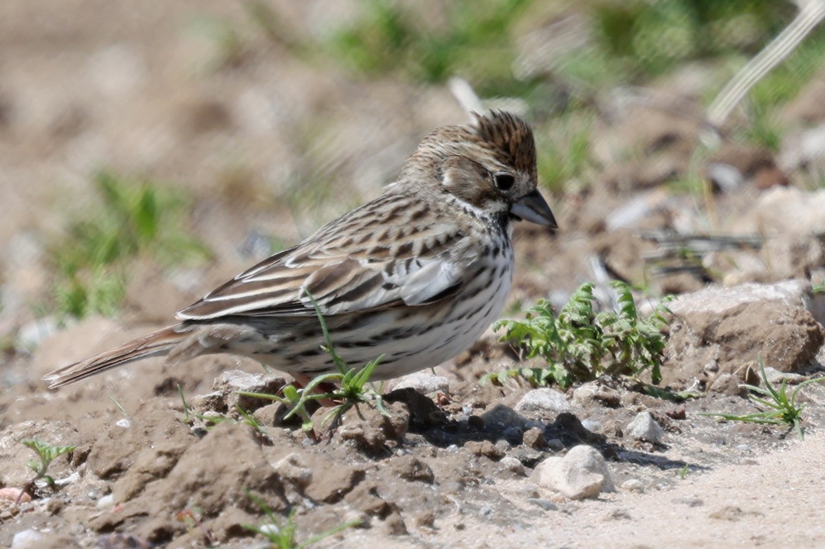 Prärieammer - ML645519624