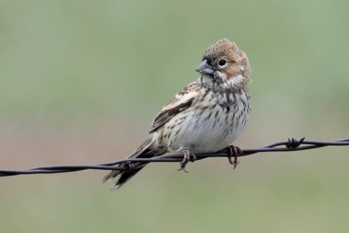 Prärieammer - ML645519625