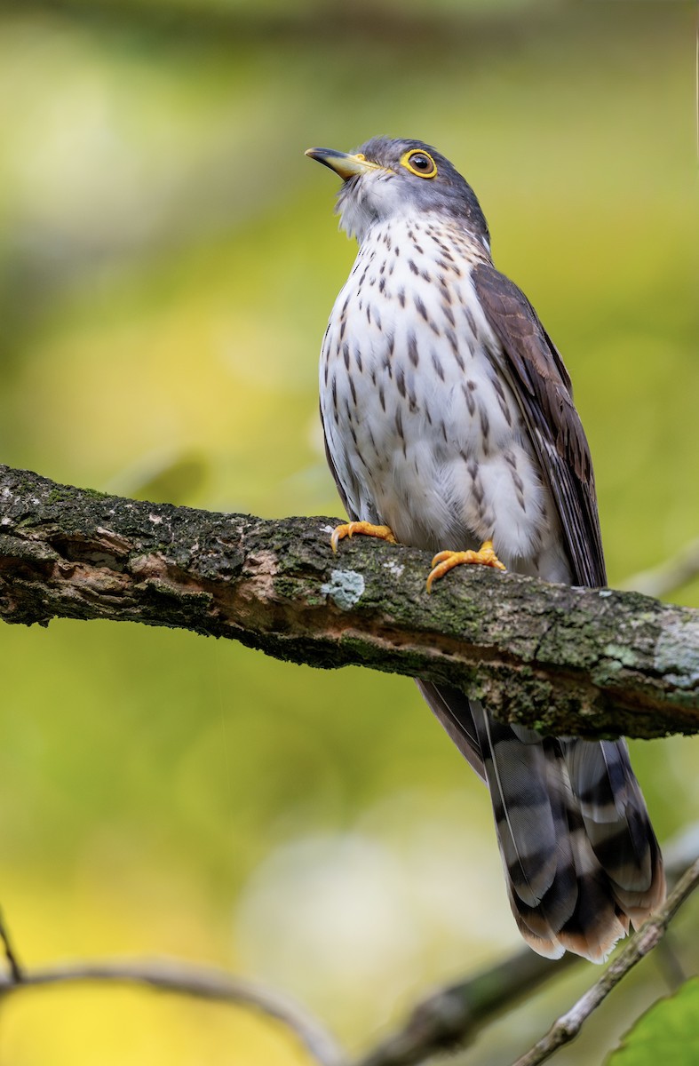 Малайская кукушка - ML645519635